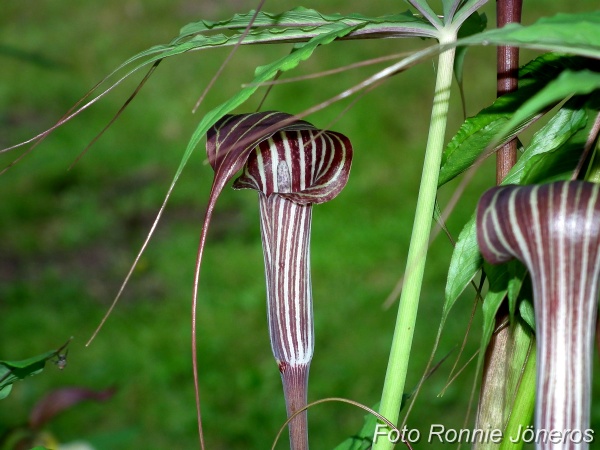 arisema Consanguineum